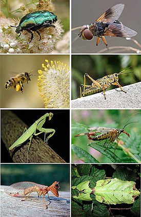 Insects collage smaller.jpg