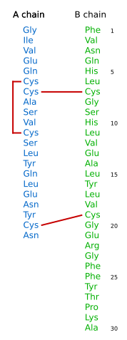 File:Insulin seq vertical.svg