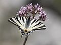 Iphiclides podalirius Scarce Swallowtail Erik Kırlangıçkuyruğu