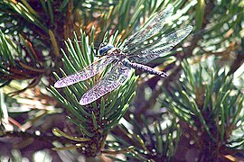 Iridescence in the wings of a dragonfly.JPG