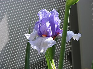 Iris mauve.JPG