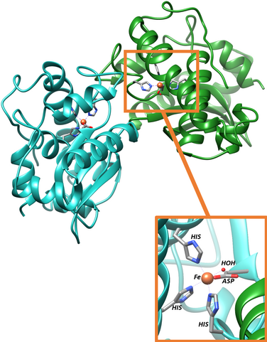 Active site for iron superoxide dismutase