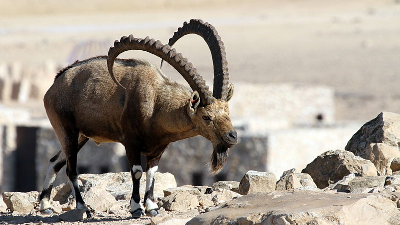 File:Israel. Nubian ibex (15625972648).jpg