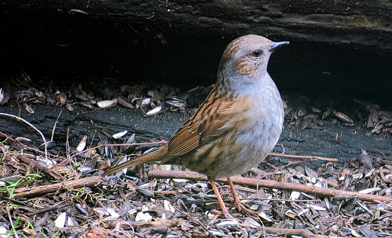 File:Järnsparv Dunnock (13328922535).jpg