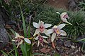 Cymbidium cultivar