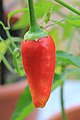 A very small amount of cayenne pepper is added to both the broth and the rouille.