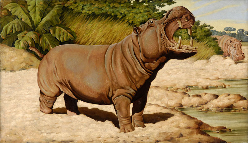 File:Jean Bungartz Hippopotamus.jpg