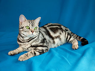 <span class="mw-page-title-main">American Shorthair</span> Breed of cat