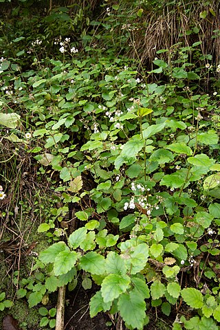 <i>Jovellana sinclairii</i> Species of plant