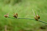 Juncus bulbosus kz2. 
 JPG