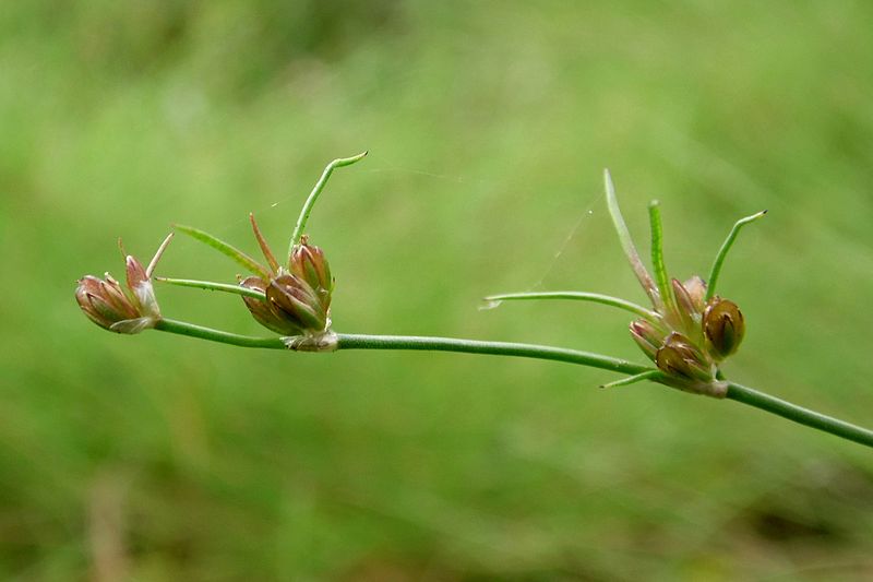 File:Juncus bulbosus kz2.JPG