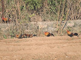 Junglefowl, Sukhna wildlife sanctuary, Chandigarh