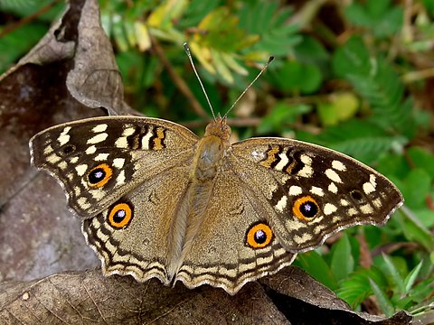 Dry Season Form - Upperside