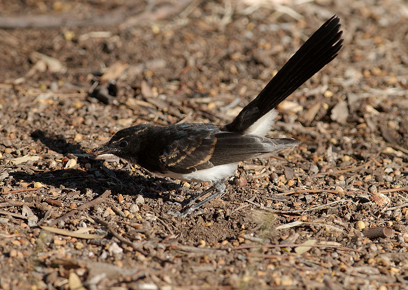 File:Juvenile Rhipidura leucophrys - Ingle Farm - feeding.jpg