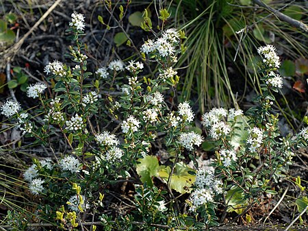 Kalmia buxifolia NRCS-2.jpg