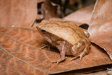 Kalophrynus interlineatus (Striped sticky frog)