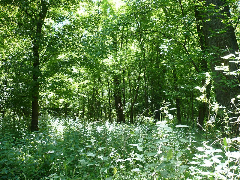 File:Karapancsai erdő.jpg