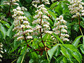 Flowers of chestnut, spring 2006