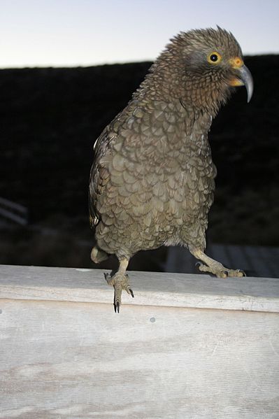 File:Kea (Nestor notabilis) -Keppler Track -NZ-6a.jpg