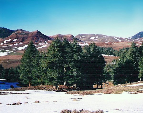 Area of cedars of Khénifra