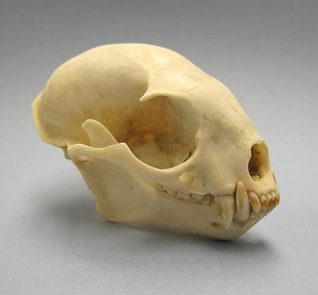 Tập_tin:Kinkajou_skull.JPG