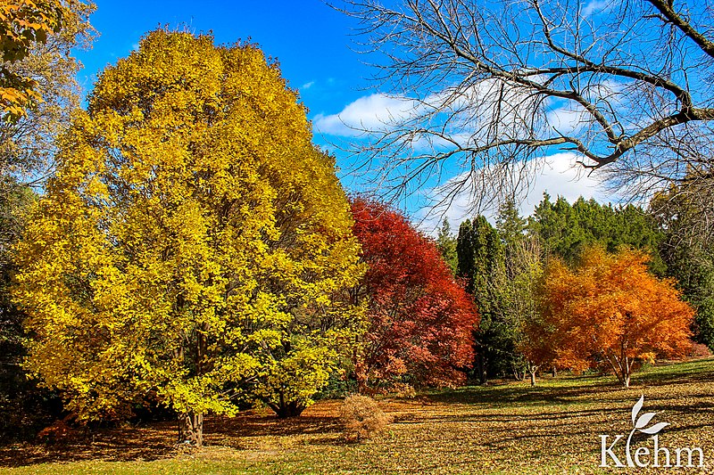 File:Klehm Arboretum & Botanic Garden Fall Colors.jpg