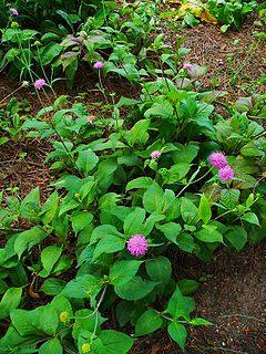 <i>Knautia drymeia</i> Species of plant