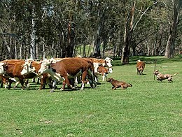 A Solid Red short coat and a Red Merle short coat mustering cattle Koolie team.JPG