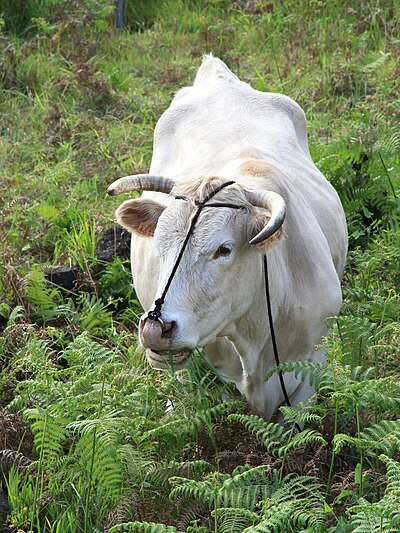 Palmera cattle