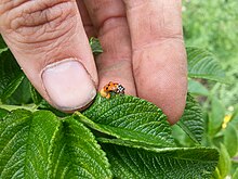 ScienceShot: Invasive Ladybug Carries Fatal Parasite, Science