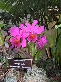 Laeliocattleya.jpg