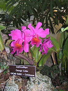 Laeliocattleya.jpg 