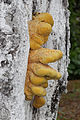 * Nomination Sulphur polypore -- George Chernilevsky 20:34, 18 June 2015 (UTC) * Promotion Good quality. --Livioandronico2013 20:43, 18 June 2015 (UTC)