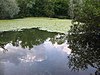 Broad Colney Lakes