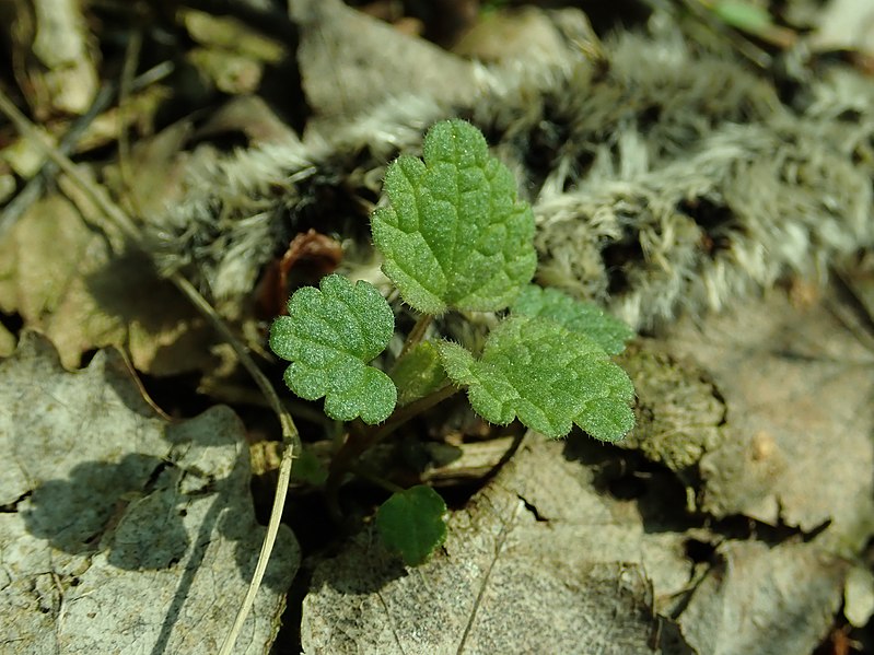 File:Lamium maculatum 2019-03-30 8407.jpg