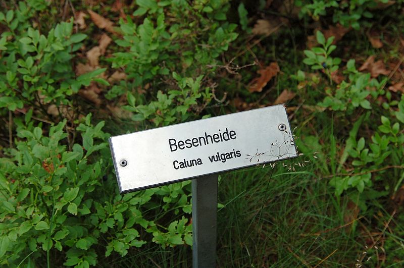 File:Lamstedt Steingarten 2011-by-RaBoe-46.jpg