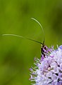 * Nomination Longhorn moth (Nemophora metallica) on the Friesener Warte near Hirschaid in Upper Franconia --Ermell 06:08, 2 May 2020 (UTC) * Promotion  Support Good quality. --Carschten 08:49, 2 May 2020 (UTC)