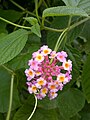 Sétányrózsa (Lantana camara)