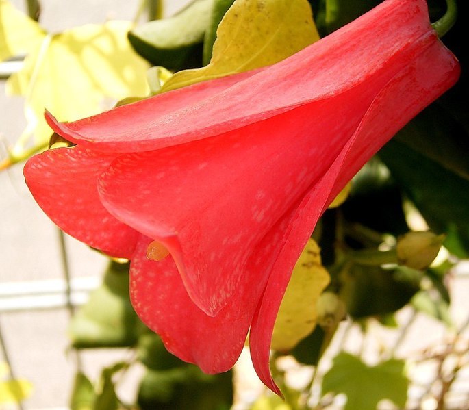 File:Lapageria rosea 02 ies.jpg