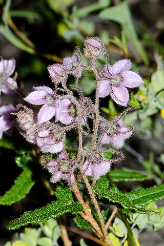 <i>Lasiopetalum venustum</i> Species of plant