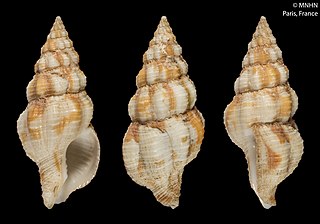 <i>Latirus maculatus</i> Species of gastropod