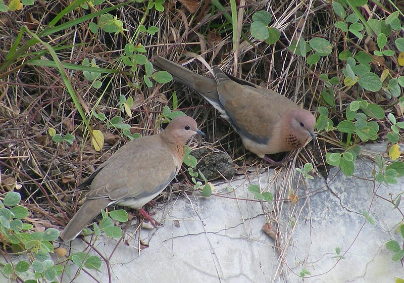 File:Laughing Dove (Spilopelia senegalensis). Yavatmal, Maharashtra, India.JPG