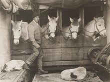 Lawrence Oates tending horses during the Terra Nova Expedition Lawrence Oates photo.jpg