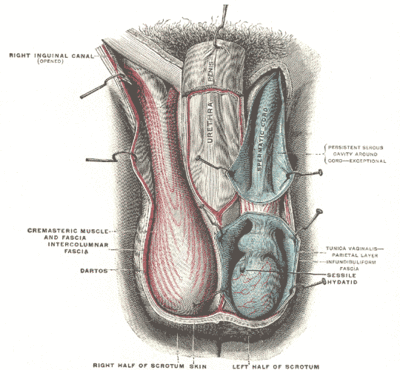 Layers of the scrotum.gif