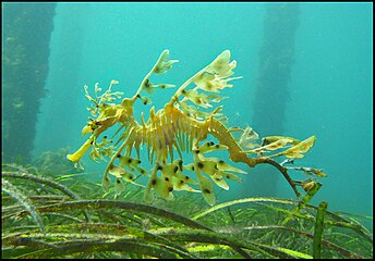 Leafy seadragon