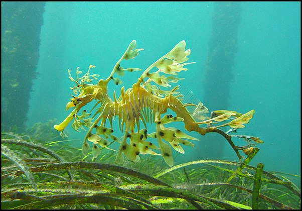 Морские коньки водоросли