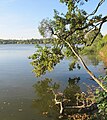 Čeština: Prostřední rybník patří do soustavy Lednických rybníků a stejnojmenné národní přírodní rezervace English: Prostřední rybník pond in natural nature reserve Lednické rybníky, Břeclav District