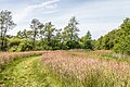 * Nomination Stream valley landscape of the Lende valley. Swamp vegetation and biotope. --Agnes Monkelbaan 04:22, 17 August 2023 (UTC) * Promotion  Support Good quality. --Johann Jaritz 04:23, 17 August 2023 (UTC)