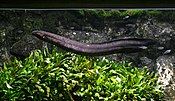 Lepidosiren paradoxa Aquarium tropical du Palais de la Porte Doree 10042016 1.jpg