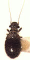 Trogiomorpha: (Lepinotus reticulatus)